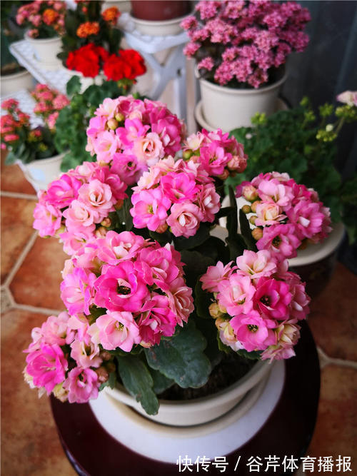 5种漂亮的花，适合养在家里，好养又吉祥，光照少一些也能长得好