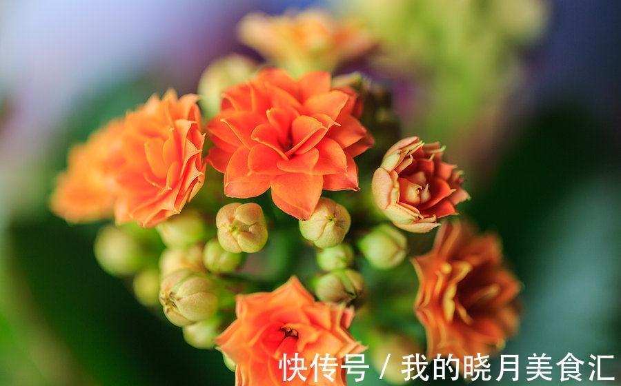 长寿花开花后这样管理,才能快速复壮