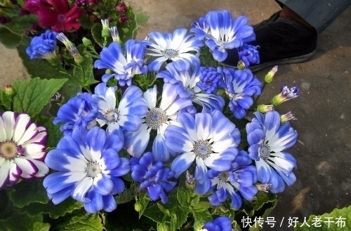 花型|这种盆栽花卉美丽又高雅，花型简单而又美艳，是易爆盆的盆栽佳品