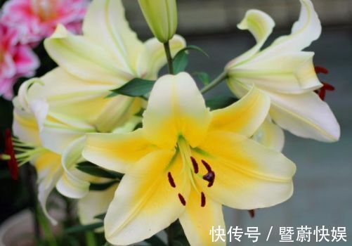 珍稀菊花|“珍稀菊花”胭脂红,花团锦簇,清新之美,堪称是养花必备