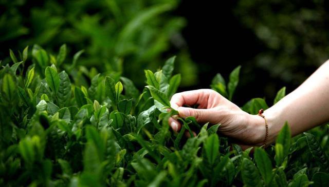 土耳其美女十分不解:这么昂贵的饮品,中国人为啥可以随便白送?