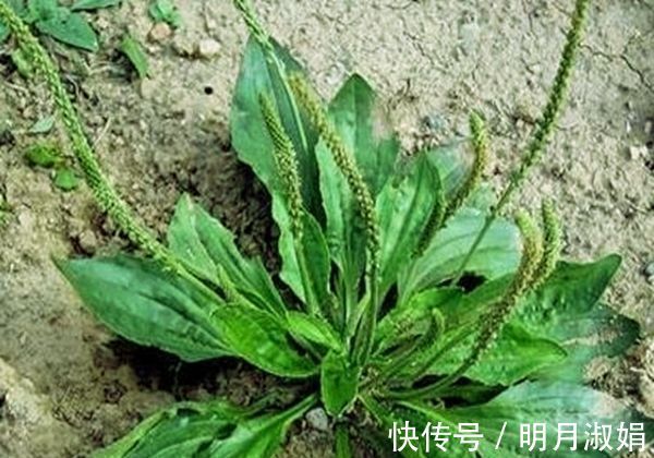 提高免疫力|车前草在农村到处都有,可惜它的这些养生妙用很多人不知道