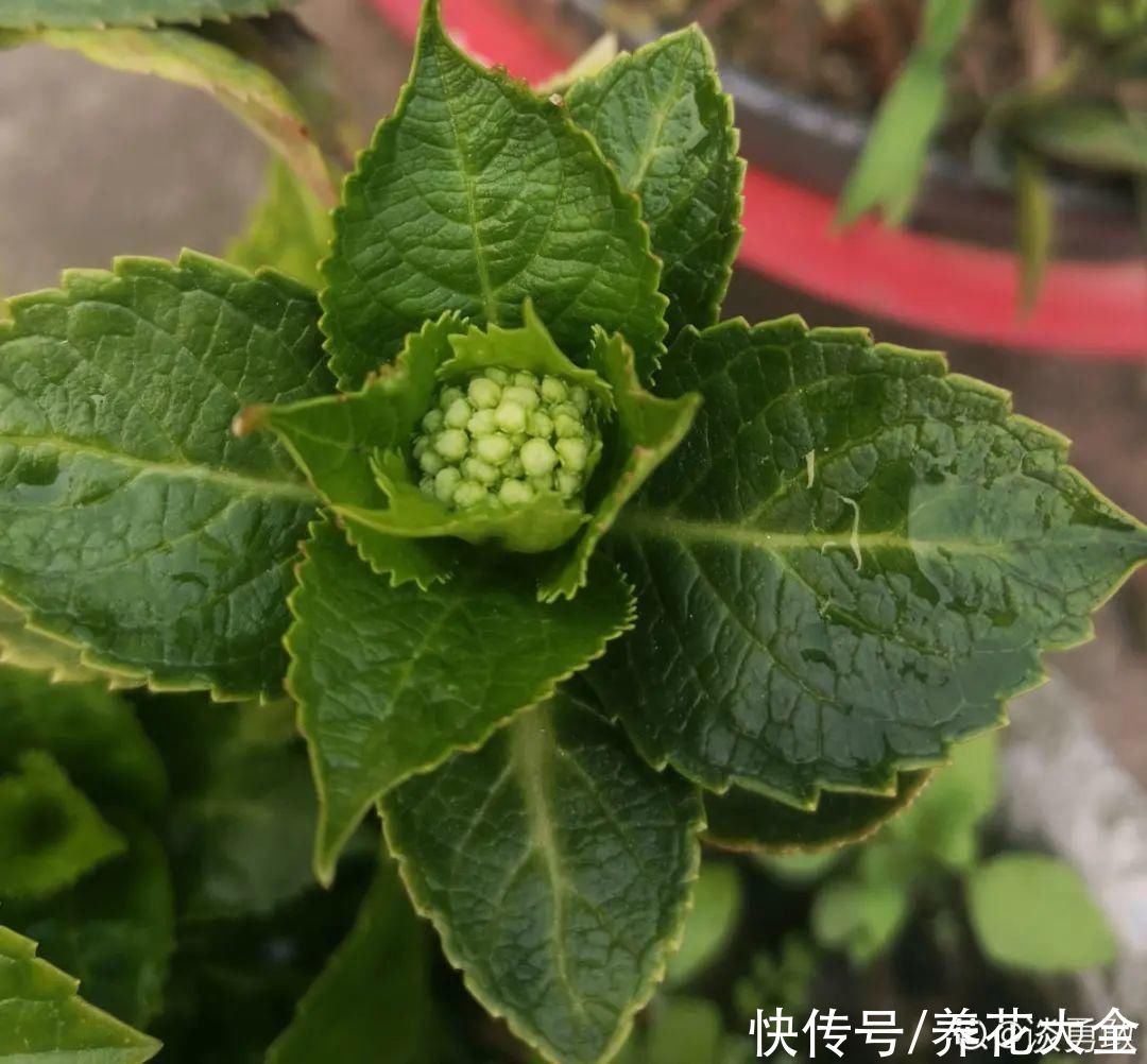 入夏前，10种花要赶紧施肥，不然以后没花看