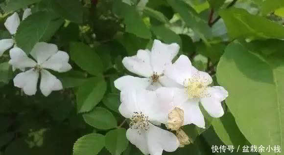 这5种花以后不要买了,很多人被坑了还不知道!