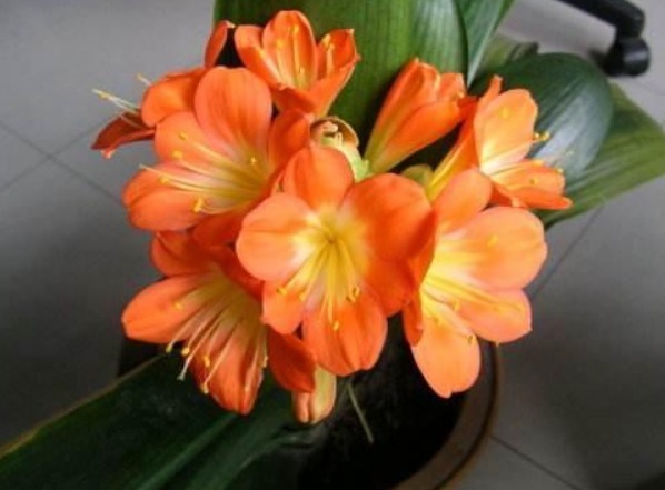 给君子兰、兰花喝点“酒”,花芽猛窜,花开大又艳,养一盆旺一盆