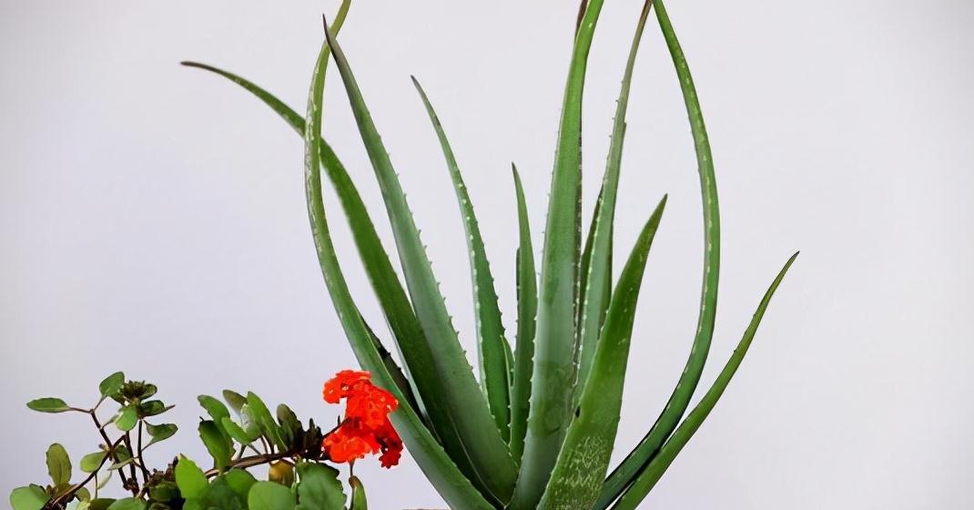 6种花“很吉祥”,建议养在卧室客厅,好看好养,还可当年宵花