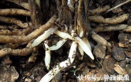 养花|养花先“养根”,君子兰富贵竹“喂点料”,白根呼呼冒,轻松爆盆!