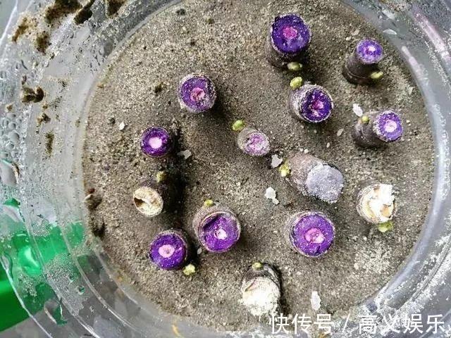 水杨酸|8种自制生根剂,扦插前抹一抹,白根冒的又快又多!