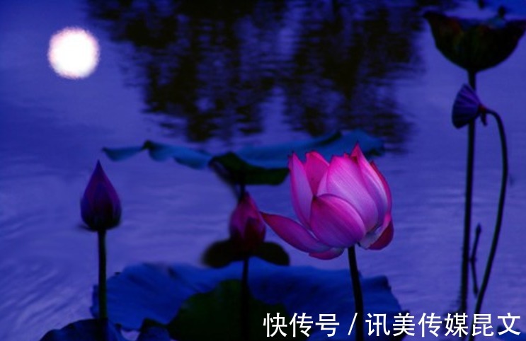 月色|荷花 明艳,十首有关荷花与月色的诗词,在月光里流溢荷香