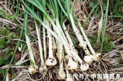 心脏病|医圣张仲景:一个治心脏病的千古名方,横扫冠心病、心绞痛、心梗