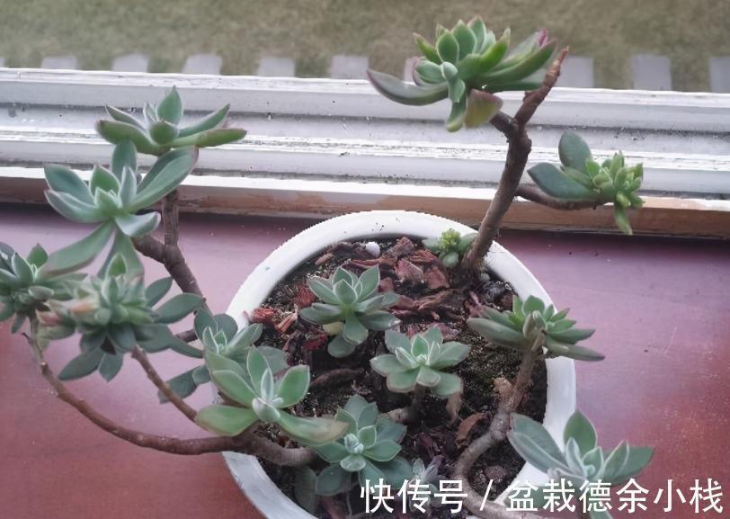 叶子|爱“脸红”的4款多肉,随便养养,晒晒太阳就红叶,美极了