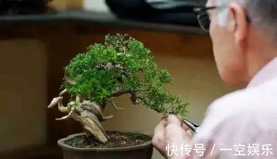 台友们|罗汉松芽接案例分享,台长教你玩出别出心裁的岭南盆景!