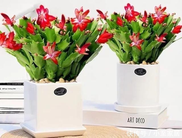 11月养蟹爪兰，这4件“蠢事”最好不要做，小心掉花苞！