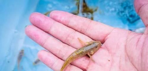 沙子|农村河里,一种趴在沙子里的小鱼,以前没人要,如今真是稀少