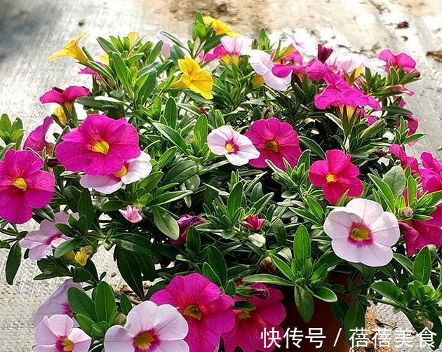 3种花最热销，拿回家摆窗台上，窗台变花园