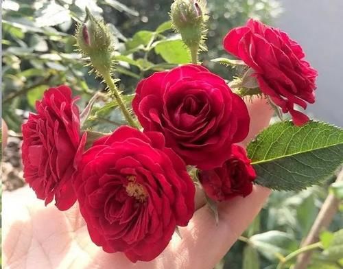 月季花新叶出现这种现象时，要及早矫正！