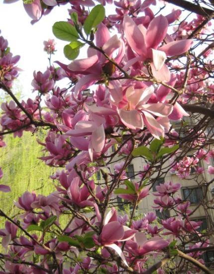 家门口空荡荡的,种棵吉祥树,满树开花颜值高,还能镇宅寓意好