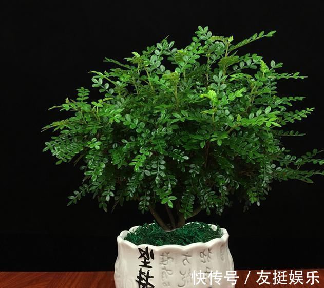 牡丹花|快扔掉家中发财树,真正好看还能净化空气的是这几种,高级又漂亮