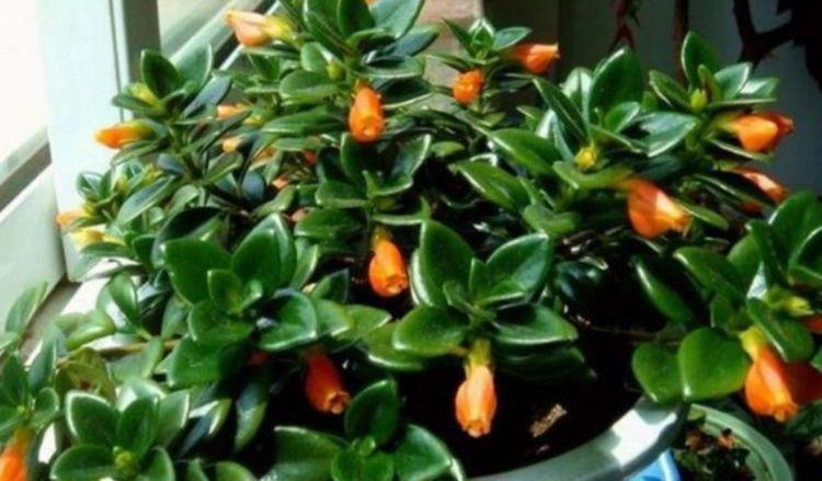 花期|4种花,扔土里就能开花,花期长,颜色丰富,年年开花美翻