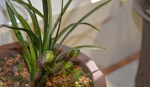 不清楚养花该怎么施肥，用什么肥，就抓紧跟着学吧！