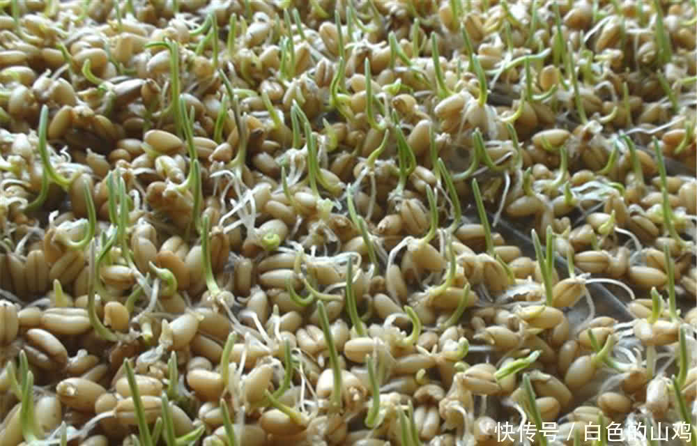 几块钱一斤的东西，简单加工就能通杀鲫草青鲤鳊，效果好得出奇！