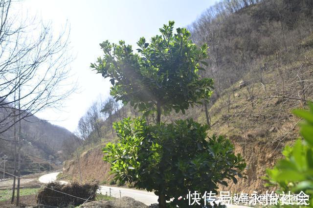 黄杨树#山村大叔耗时12年培养宝塔树,有人出价5万,大叔:开玩笑哩吧