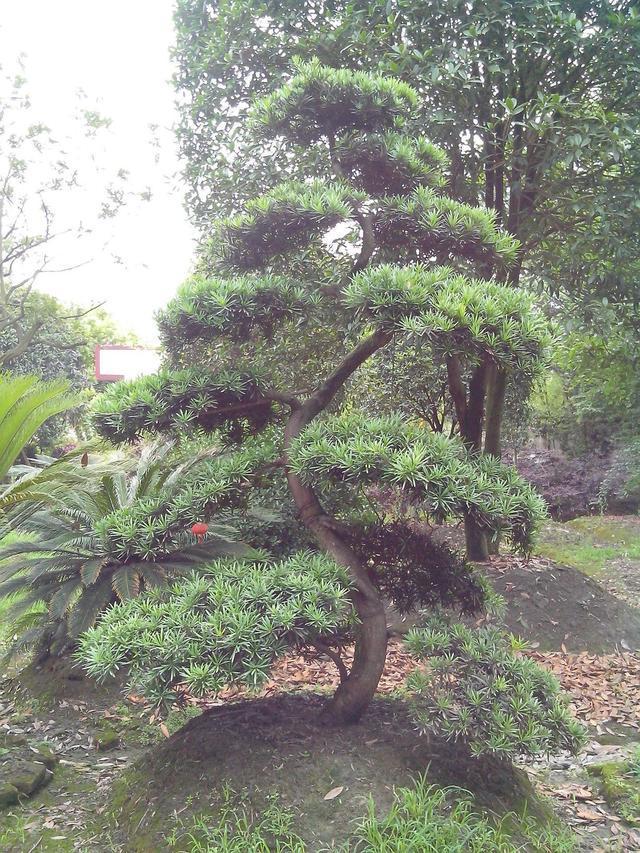 秋天碰到这2种树,找根树枝就能扦插,成活变成小盆栽,来年开花