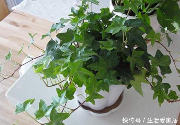 环境中|卫生间养花不知道选啥好就种以下4种植物,清除异味,净化空气