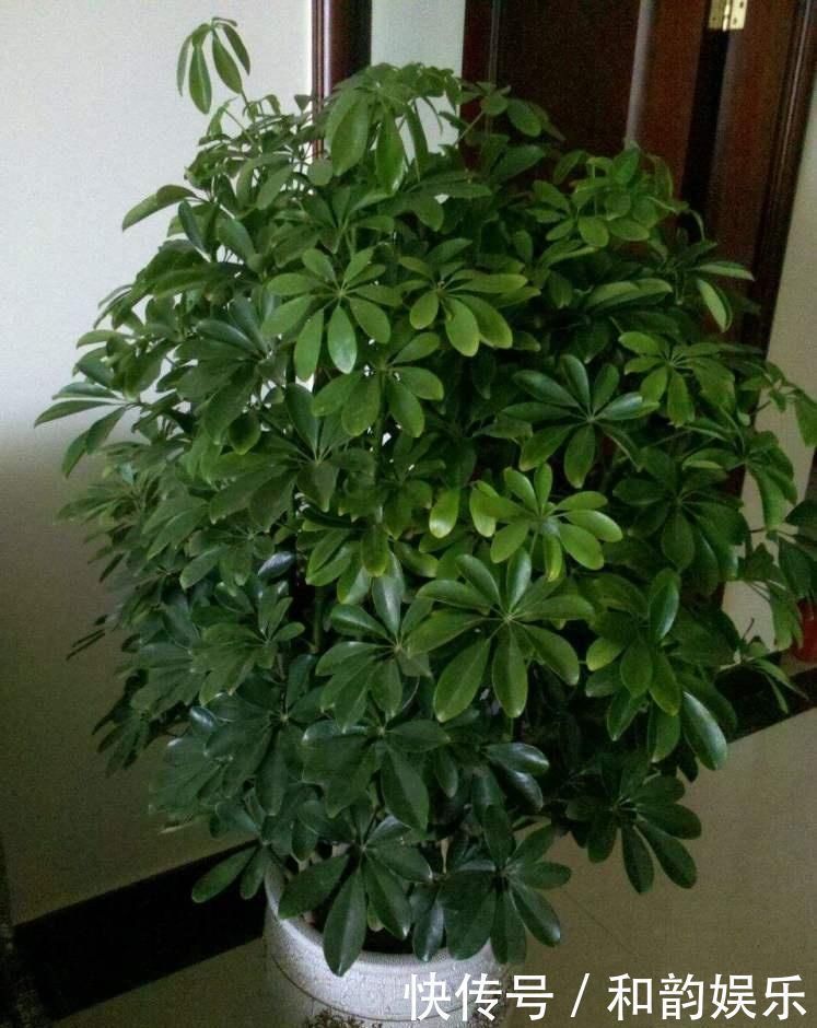 三伏天里,家里摆3种“叶子花”,叶子比花更漂亮,很有“档次”