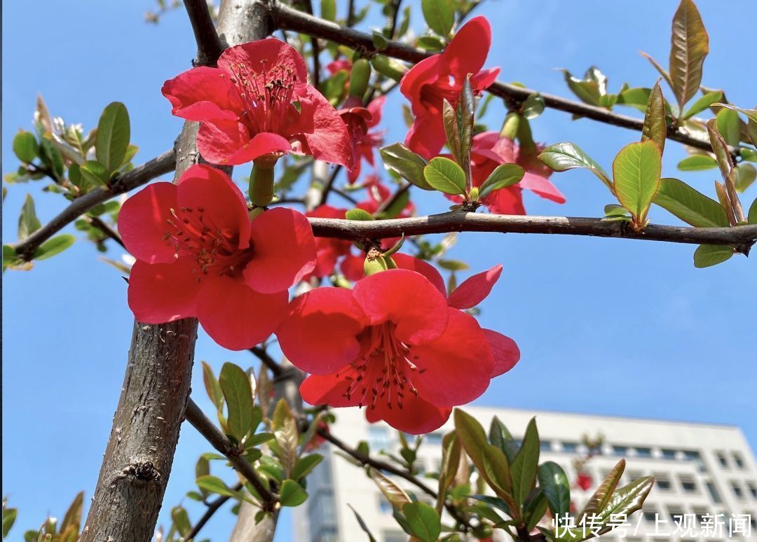 东坡|今日端午，上大与你一起迎接盛夏的到来