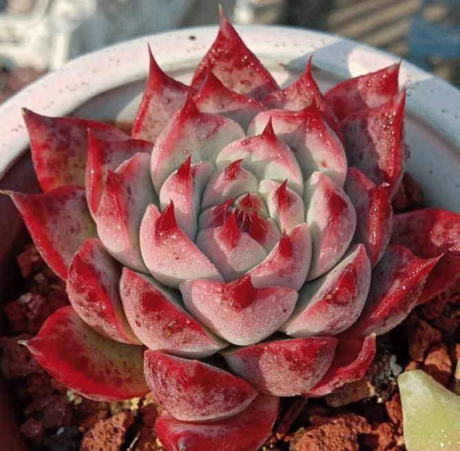 养了5年多肉，从小白变成大神，这些经验送你了！早看早知道