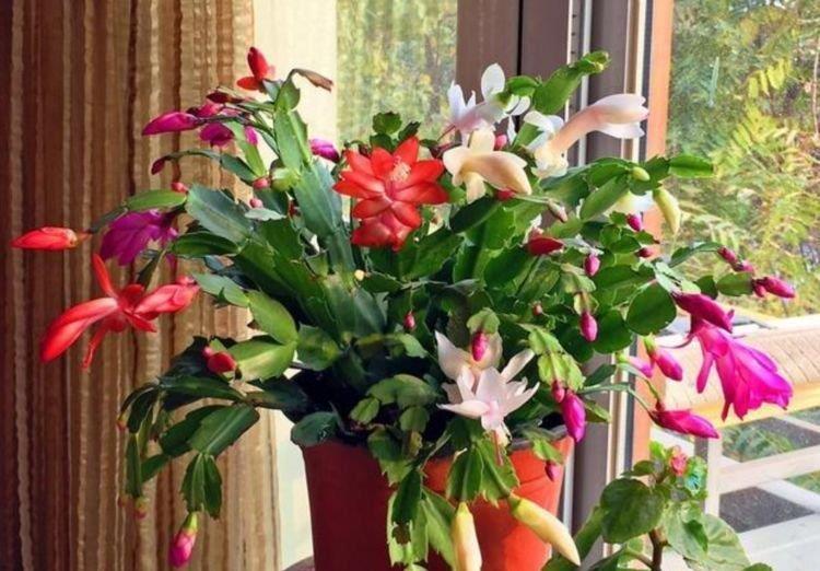 光照|有钱人都养4种花,招财纳福,顺风顺水,养在阳台邻居都羡慕