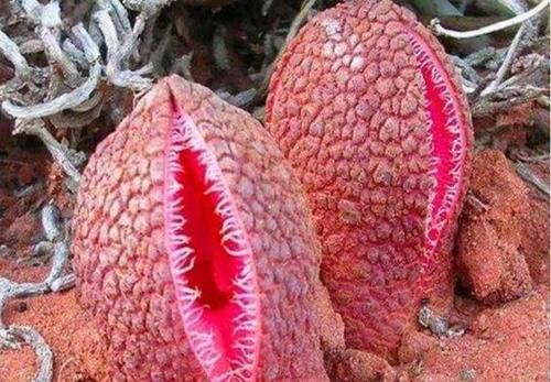 伦晚与普通橙子区别