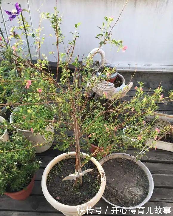 10种花,一降温就黄叶,赶紧换个地方养