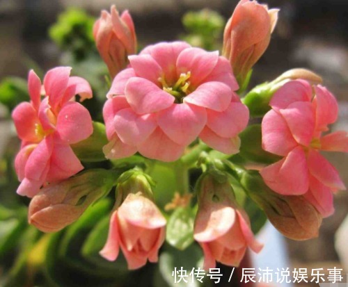 “4种花卉”生意人偷着养，自己发财不告诉别人，摆在家中能发家