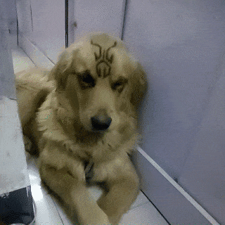 |搞笑动图:终于下雪了,小企鹅开心得跳起来!