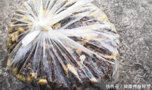 兰花配点“黑豆豆”，一年到头不施肥，叶子贼油绿，花剑嗖嗖冒！
