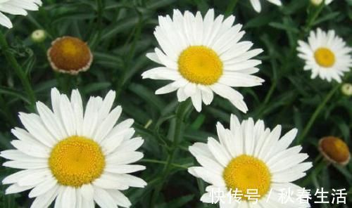 种植|4种花太美了,四季开花,花期长,观赏价值高,种植容易
