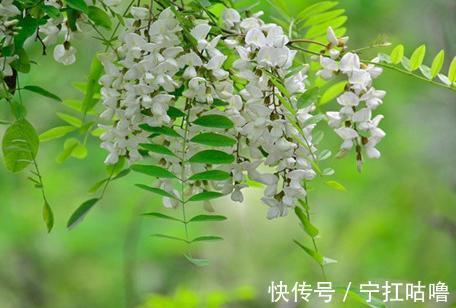 槐花茶|得了痔疮就往医院送钱?一杯花茶,外加痔疮膏涂抹,轻松解决问题!