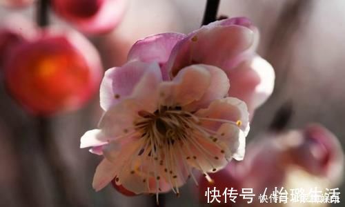 陆游|最唯美的一首词,800多年来无人能出其右,成为宋词压卷之作