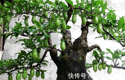 金弹子|有些树比玉树马齿苋更有价值,养成老桩能卖上万元