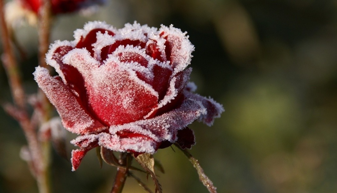 新手月季种植手册，修剪、病害防治等教程，种月季不再难