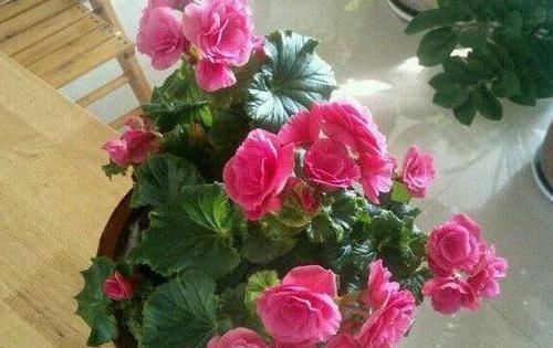 担心|担心高效肥烧根怎么办不如在家自制4种花肥,肥效久、见效慢