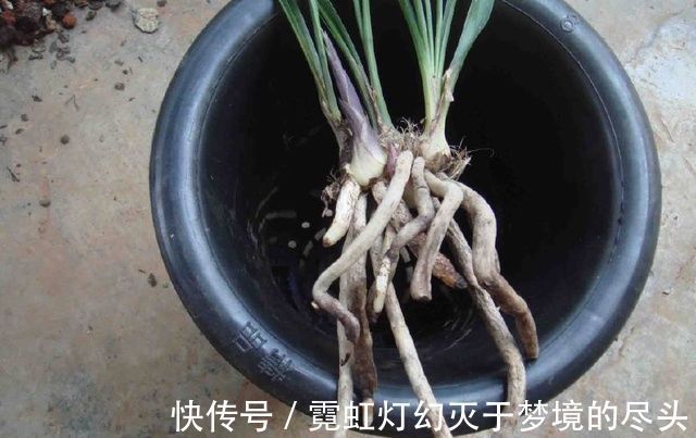 爆盆|捡点它垫在盆底,兰花养20年不烂根,盆栽兰花根肥壮撑爆盆