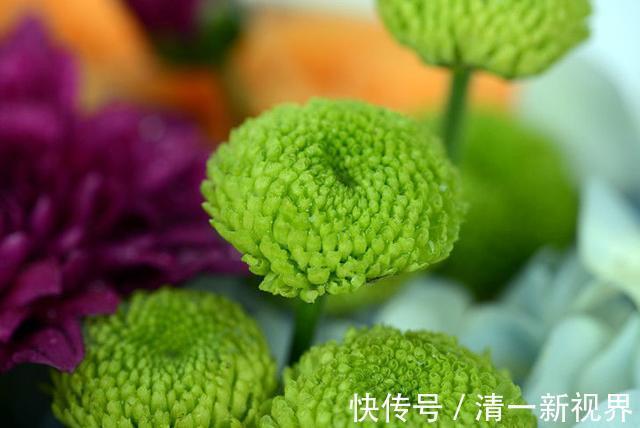菊花|家里养花,不如养“珍稀名菊”绿乒乓,色如翡翠形似乒乓,美极了