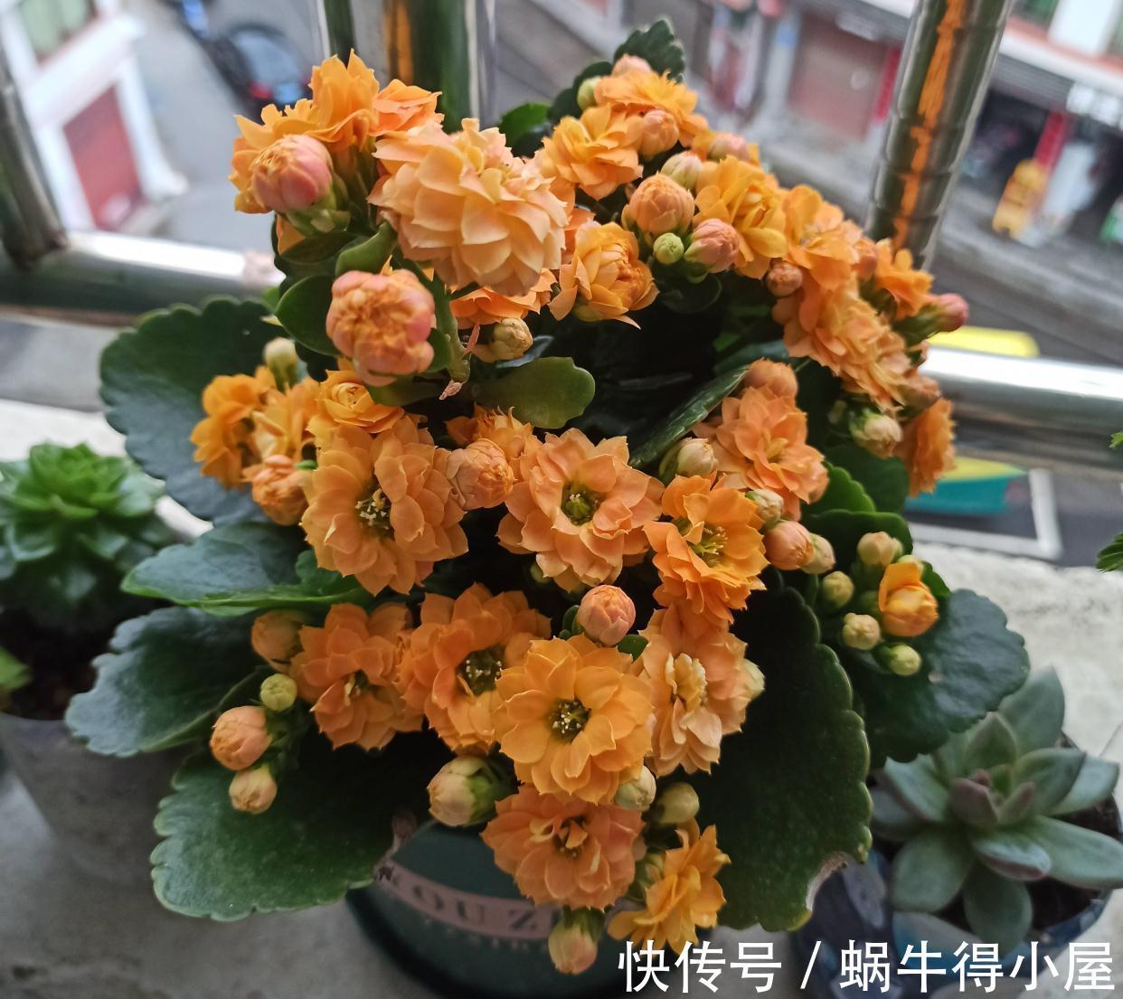 长寿|秋天阳台养一盆花，株型小、花量大、花色多种，喜庆美观好养