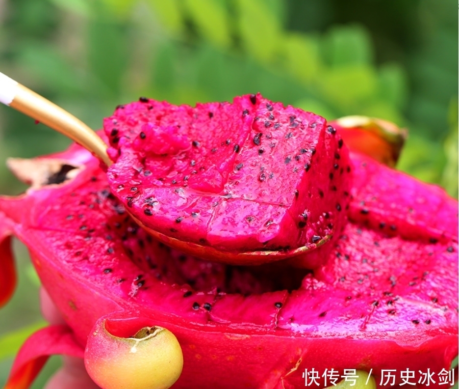 都是火龙果,“红心”和“白心”都有啥区别?知道以后别再买错了