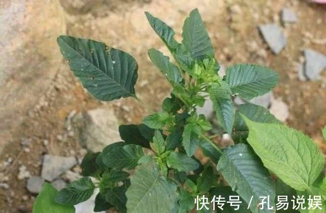 餐桌|它是全球性的入侵物种,进入我国之后,成了餐桌上一道野菜