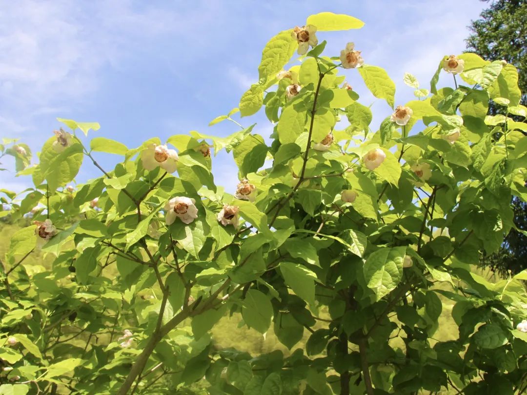 观赏谷|天台打造全国独一无二的夏蜡梅观赏谷