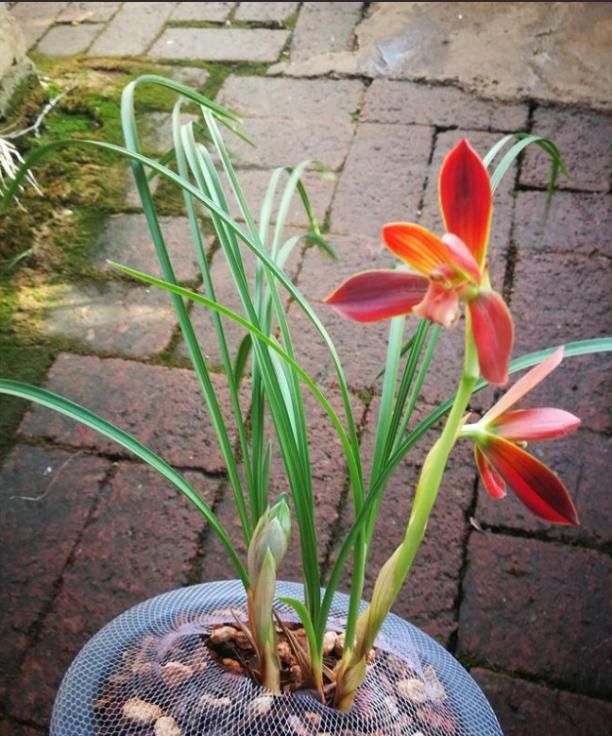  自带|此兰价格不菲，花色艳丽如玛瑙，养护简单如绿萝，开花后自带仙气